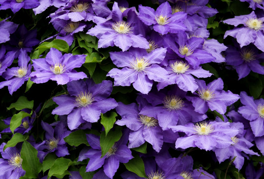 489035 (a): :2200x1491